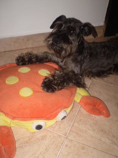 MI CAMITA.... MI CAMITA....